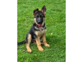nemecky-ovciak-steniatka-s-pp-small-4