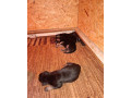 nemecky-ovciak-steniatka-s-pp-small-0
