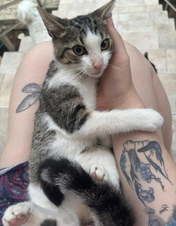 odrastene-maciatka-big-4