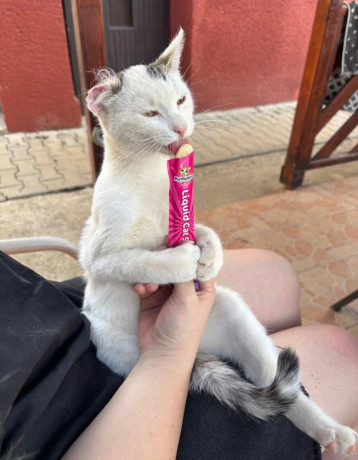 odrastene-maciatka-big-0