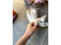 darujem-hrave-maciatka-do-dobrych-ruk-small-4