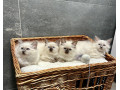 ragdoll-small-0