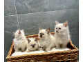 ragdoll-small-3