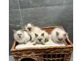 ragdoll-small-2