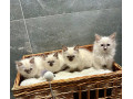 ragdoll-small-4