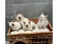 ragdoll-small-1
