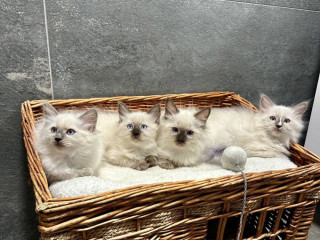 ragdoll