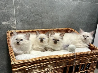 ragdoll