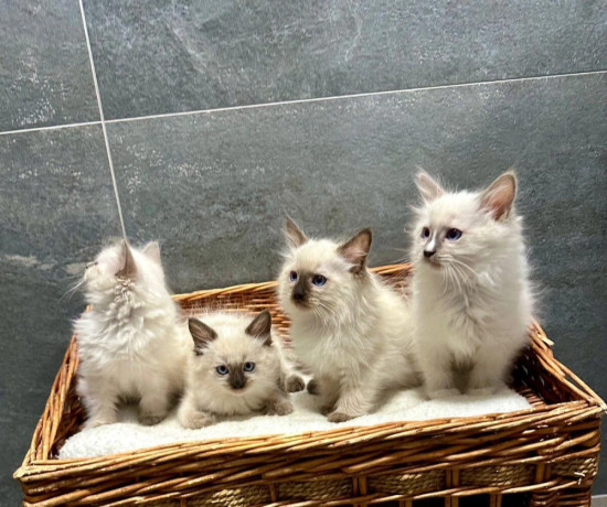 ragdoll-big-3