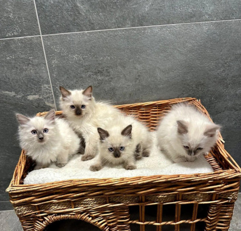ragdoll-big-2