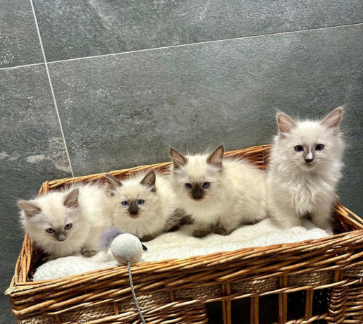ragdoll-big-4