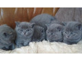 britska-modra-macka-small-2