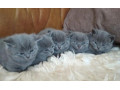 britska-modra-macka-small-1