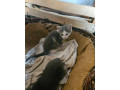 maciatka-small-0