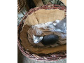 maciatka-small-4