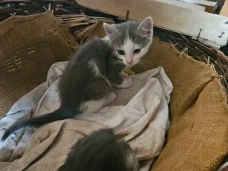 maciatka
