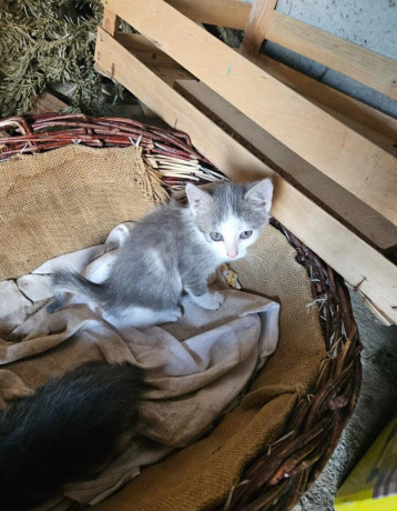 maciatka-big-3