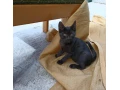 cierne-maciatko-small-3