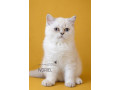 britske-colorpoint-maciatka-s-pp-small-4