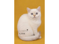britske-colorpoint-maciatka-s-pp-small-0