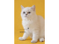 britske-colorpoint-maciatka-s-pp-small-3