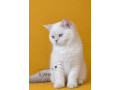 britske-colorpoint-maciatka-s-pp-small-2