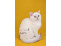 britske-colorpoint-maciatka-s-pp-small-1