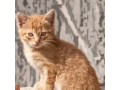 maciatka-rysave-small-0