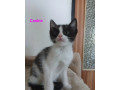 maciatka-hladaju-surne-novy-domov-small-3