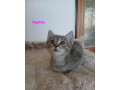 maciatka-hladaju-surne-novy-domov-small-1