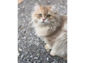 britske-dlhosrste-maciatka-small-0