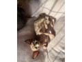 devon-rex-s-pp-small-1