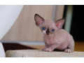 devon-rex-s-pp-small-0