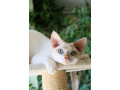 devon-rex-s-pp-small-2