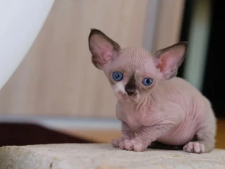 devon-rex-s-pp