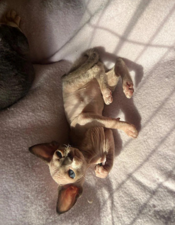 devon-rex-s-pp-big-1