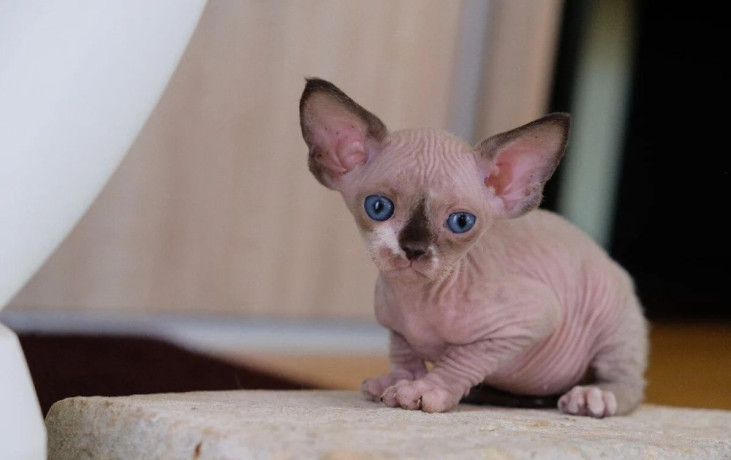 devon-rex-s-pp-big-0