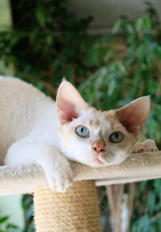 devon-rex-s-pp-big-2