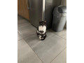 nevratila-sa-domov-macka-small-3
