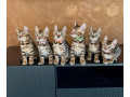 bengalske-maciatka-small-0