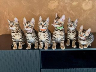 bengalske-maciatka