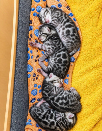 bengalske-maciatka-big-4