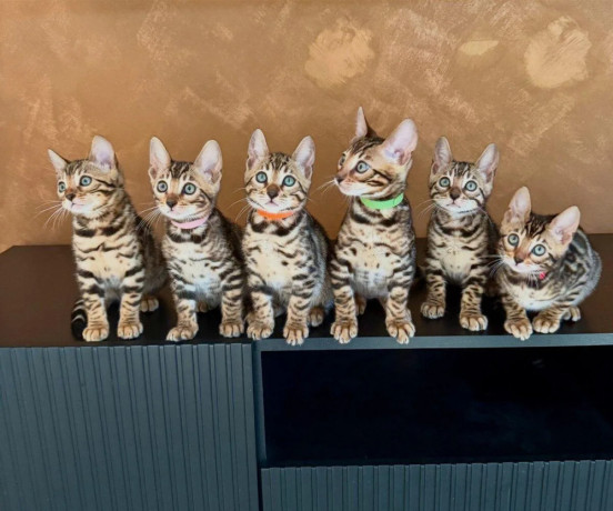bengalske-maciatka-big-0