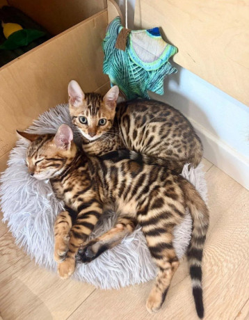 bengalske-maciatka-big-2