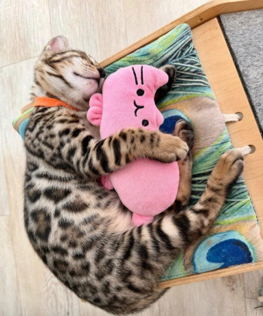 bengalske-maciatka-big-1