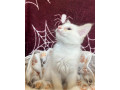 ragdoll-kocurik-small-1