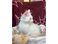ragdoll-kocurik-small-4