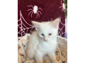 ragdoll-kocurik-small-2