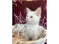 ragdoll-kocurik-small-3