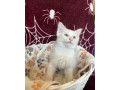 ragdoll-kocurik-small-0